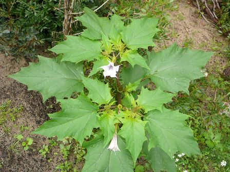 Datura stramonium / Stramonio comune